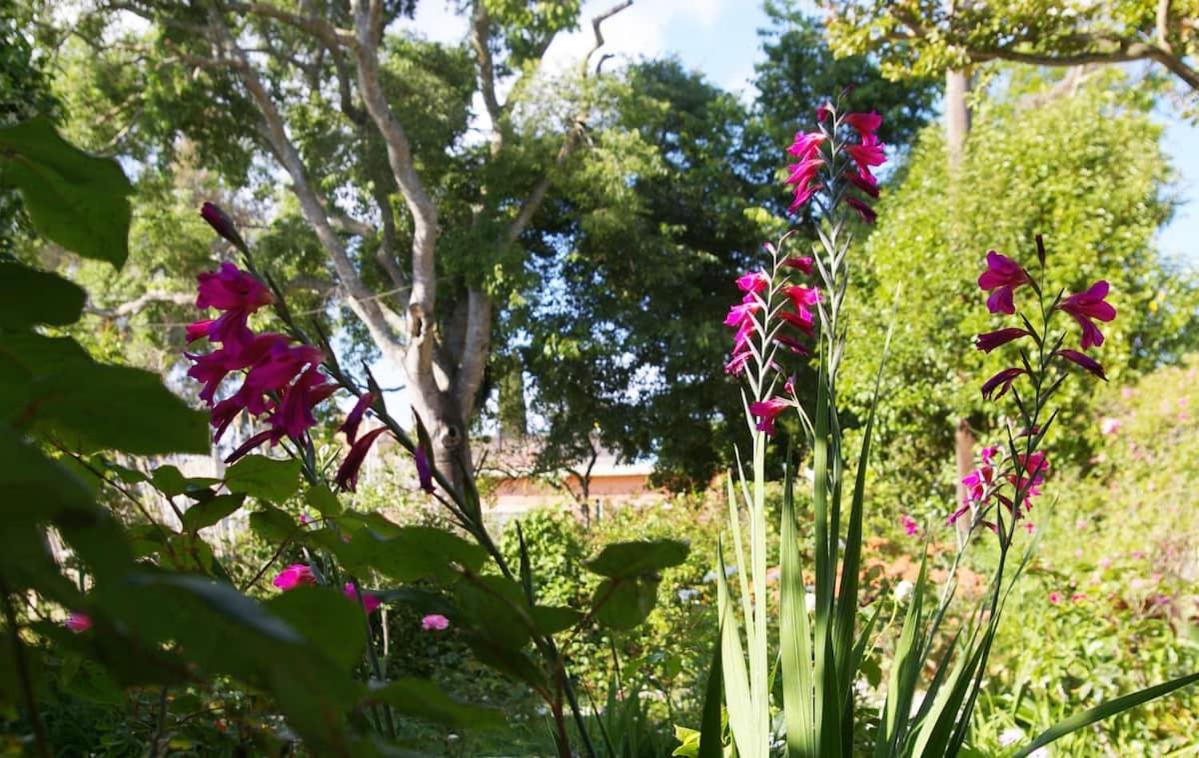 Garden House In Corfu Villa Corfu  Eksteriør bilde